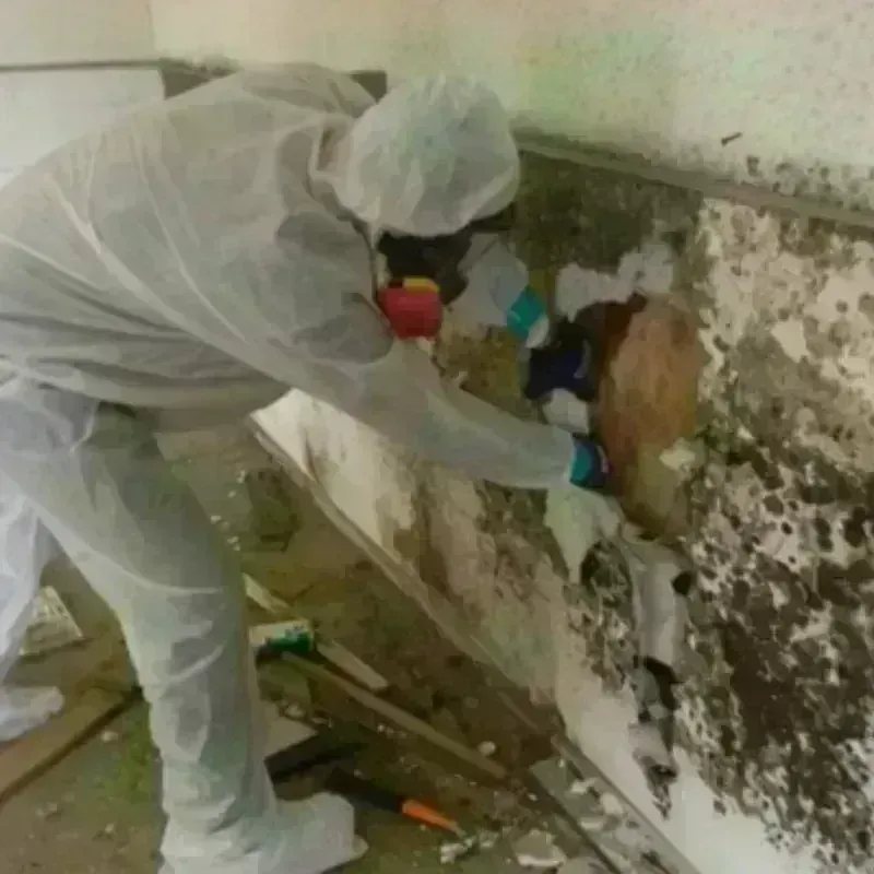 Mold Remediation and Removal in Bangor, MI